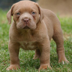 Crecimiento del cachorro